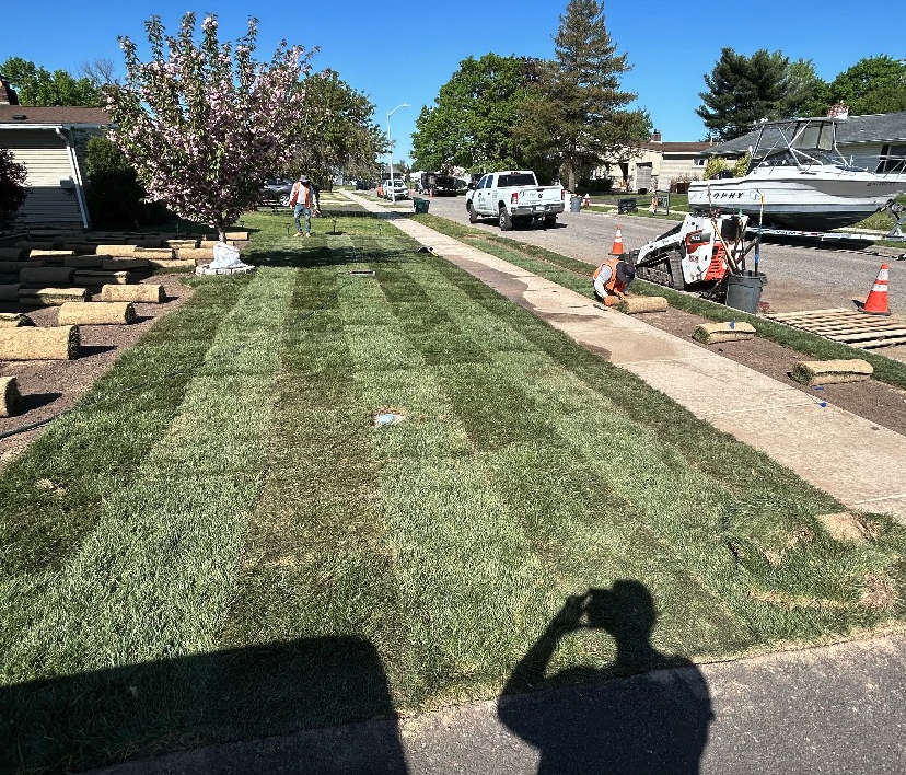 New sod lawn installation with striped grass pattern along a residential sidewalk and street frontage